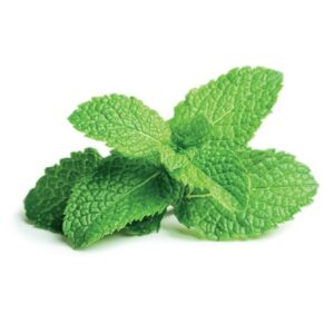 Peppermint Essential Oil