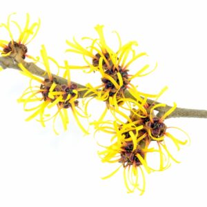 Witch Hazel Extract/Hydrosol