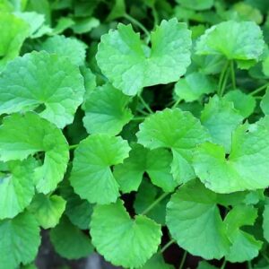 Centella Asiatica/Gotu Kola (Water soluble)