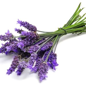 Lavender Hydrosol
