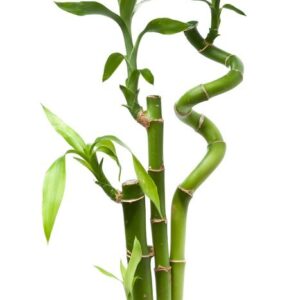 Bamboo Extract Silica (Smooth)