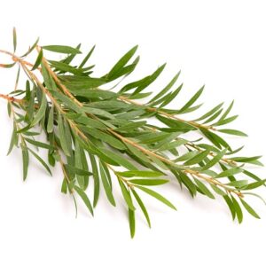 Tea Tree Hydrosol