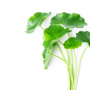 Gotu Kola (Centella asiatica) Extract Oil