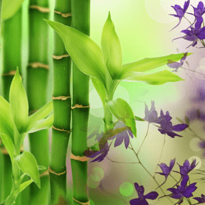 Australian Bamboo Grass Fragrance Oil