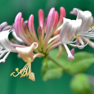 Honeysuckle Fragrance Oil