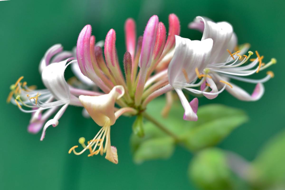 Honeysuckle Fragrance Oil