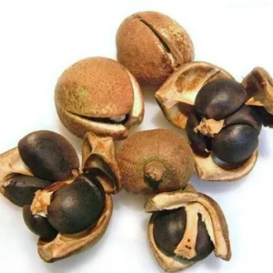 Camellia Seed Oil