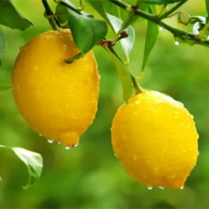 Lemon Peel Hydrosol