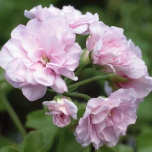 Geranium Hydrosol