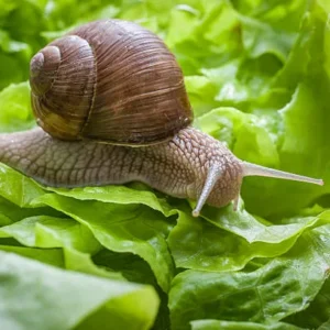 Snail Secretion Filtrate