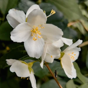 jasmine fragrance oil