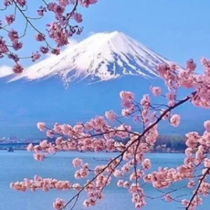 Japanese-Cherry-Blossom-Fragrance-Oil