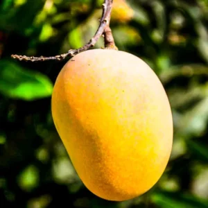 mango fragrance oil