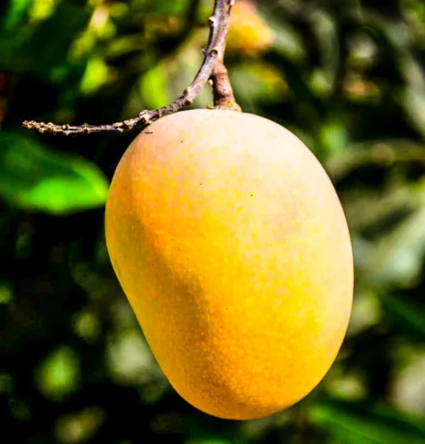 mango fragrance oil