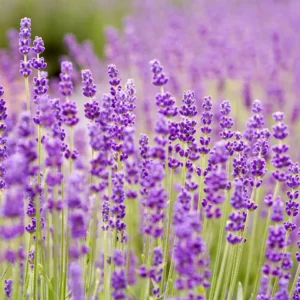 lavender fragrance oil