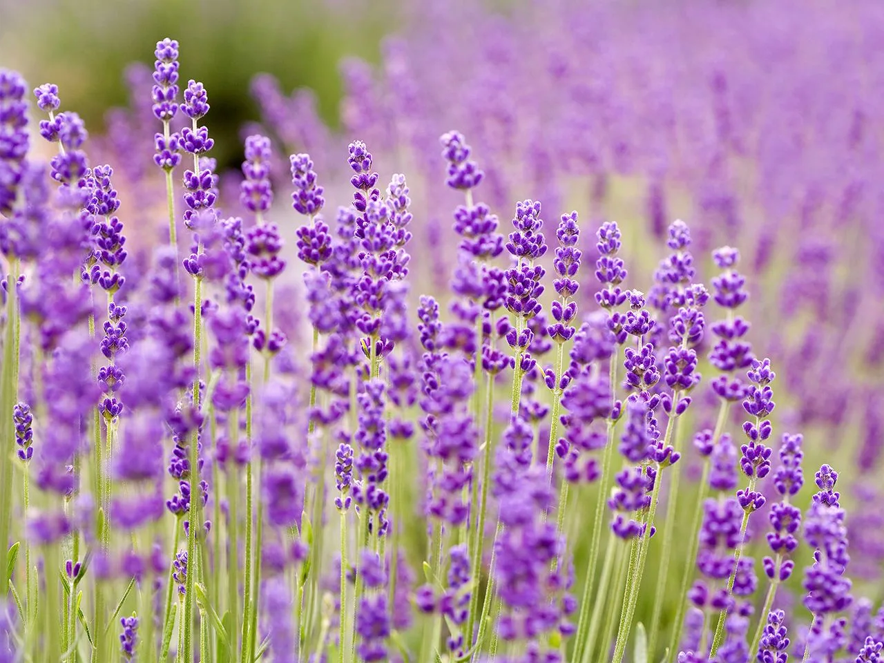 lavender fragrance oil