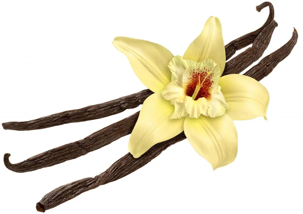 vanilla fragrance oil