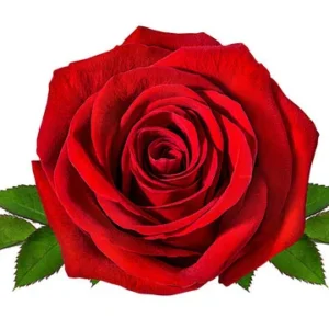 Rose Essential Oil