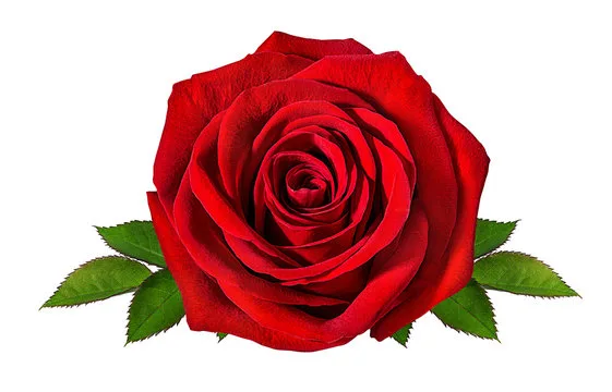 Rose Essential Oil