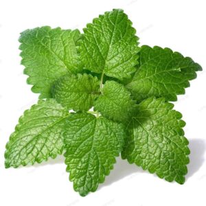 Lemon Balm Hydrosol