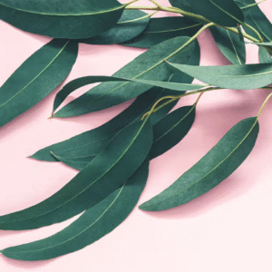Eucalyptus Essential Oil